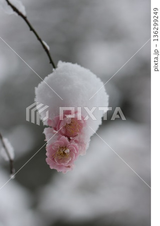 ≪平塚市総合公園≫雪と梅のコラボレーション 136299249