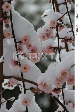 ≪平塚市総合公園≫雪と梅のコラボレーション ≪平塚市総合公園≫雪と梅のコラボレーション 136299250