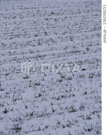 雪の積もった麦畑 136299251