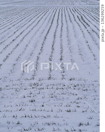 雪の積もった麦畑 雪の積もった麦畑 136299259