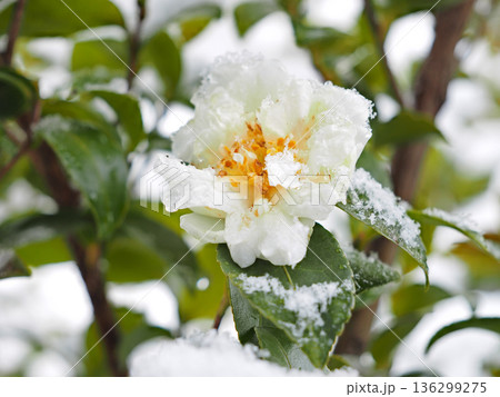 雪の中に咲く白いサザンカ 雪の中に咲く白いサザンカ 136299275