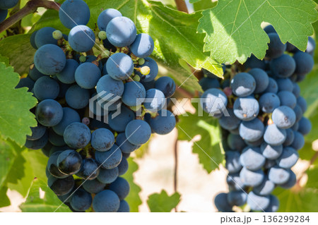 Bunche of black wine grapes in sunny weather on the vineyard. Summer harvest for nature background. 136299284