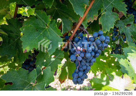 Bunche of black wine grapes in sunny weather on the vineyard. Summer harvest for nature background. 136299286