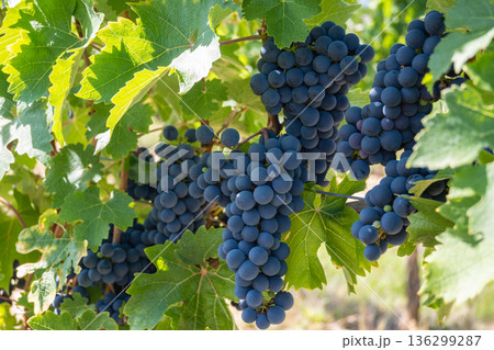 Bunche of black wine grapes in sunny weather on the vineyard. Summer harvest for nature background. Bunche of black wine grapes in sunny weather on the vineyard. Summer harvest for nature background. 136299287