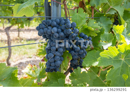 Bunche of black wine grapes in sunny weather on the vineyard. Summer harvest for nature background. Bunche of black wine grapes in sunny weather on the vineyard. Summer harvest for nature background. 136299291