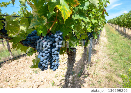 Bunche of black wine grapes in sunny weather on the vineyard. Summer harvest for nature background. 136299293