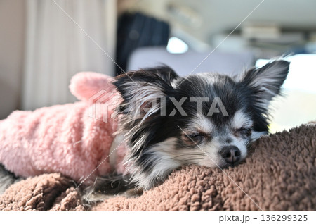 男性のお腹の上で気持ちよさそうに寝るチワワ キャンピングカー 車中泊 男性のお腹の上で気持ちよさそうに寝るチワワ キャンピングカー 車中泊 136299325