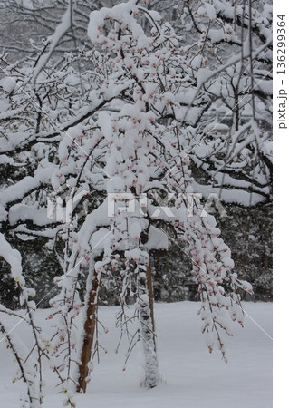 ≪平塚市総合公園≫雪と梅のコラボレーション ≪平塚市総合公園≫雪と梅のコラボレーション 136299364