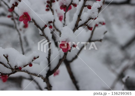 ≪平塚市総合公園≫雪と梅のコラボレーション ≪平塚市総合公園≫雪と梅のコラボレーション 136299365