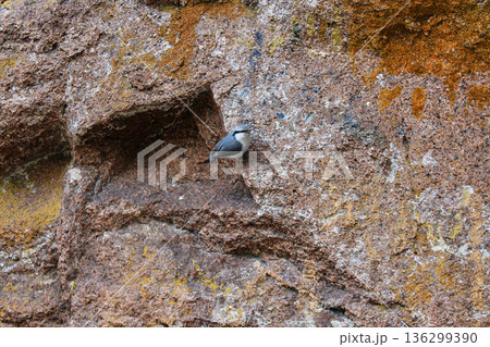 Small bird with grey and white feathers sitting on a textured rock wall. Wildlife photography for nature and birdwatching themes, natural habitat. Sitta europaea Small bird with grey and white feathers sitting on a textured rock wall. Wildlife photography for nature and birdwatching themes, natural habitat. Sitta europaea 136299390