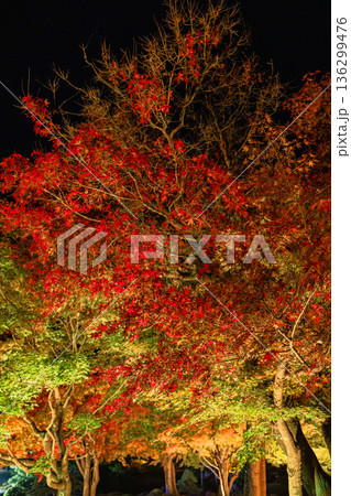 日本　島根県松江市八束町の大根島にある由志園の夜になってライトアップされた紅葉 136299476