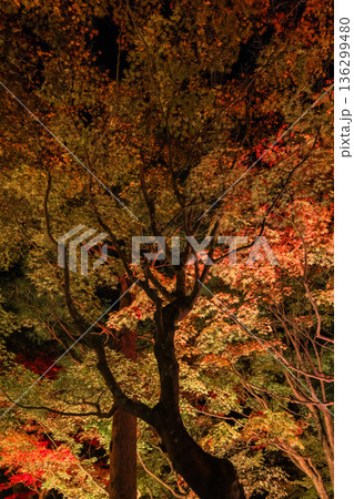 日本 島根県松江市八束町の大根島にある由志園の夜になってライトアップされた紅葉 日本 島根県松江市八束町の大根島にある由志園の夜になってライトアップされた紅葉 136299480