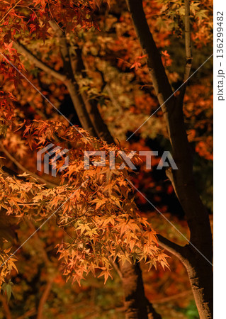 日本　島根県松江市八束町の大根島にある由志園の夜になってライトアップされた紅葉 136299482