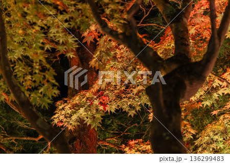 日本 島根県松江市八束町の大根島にある由志園の夜になってライトアップされた紅葉 日本 島根県松江市八束町の大根島にある由志園の夜になってライトアップされた紅葉 136299483