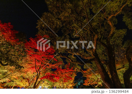 日本　島根県松江市八束町の大根島にある由志園の夜になってライトアップされた紅葉 136299484