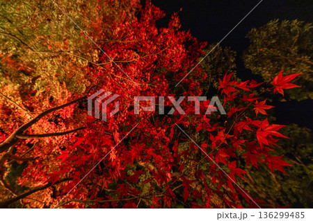 日本 島根県松江市八束町の大根島にある由志園の夜になってライトアップされた紅葉 日本 島根県松江市八束町の大根島にある由志園の夜になってライトアップされた紅葉 136299485