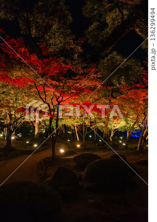 日本 島根県松江市八束町の大根島にある由志園の夜になってライトアップされた紅葉 日本 島根県松江市八束町の大根島にある由志園の夜になってライトアップされた紅葉 136299494