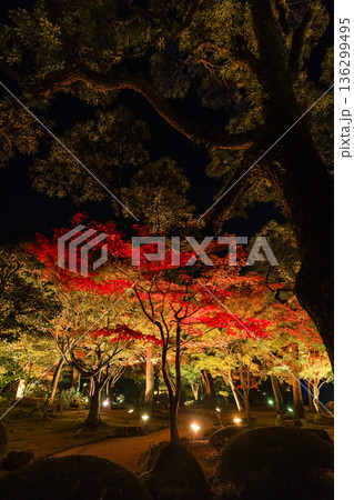 日本 島根県松江市八束町の大根島にある由志園の夜になってライトアップされた紅葉 日本 島根県松江市八束町の大根島にある由志園の夜になってライトアップされた紅葉 136299495