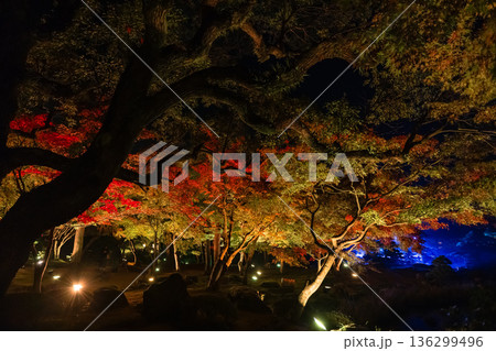 日本 島根県松江市八束町の大根島にある由志園の夜になってライトアップされた紅葉 日本 島根県松江市八束町の大根島にある由志園の夜になってライトアップされた紅葉 136299496