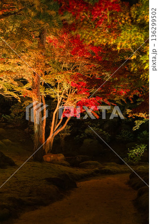 日本　島根県松江市八束町の大根島にある由志園の夜になってライトアップされた紅葉 136299502