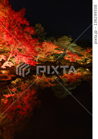 日本 島根県松江市八束町の大根島にある由志園の夜になってライトアップされた紅葉 日本 島根県松江市八束町の大根島にある由志園の夜になってライトアップされた紅葉 136299508