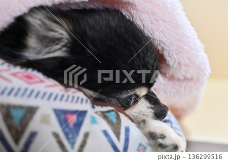 ベッドでまどろむ可愛い高齢犬　チワワ 136299516
