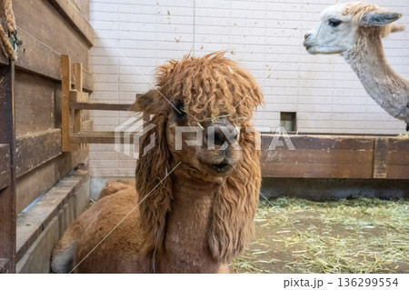 大山トム・ソーヤ牧場のアルパカ 136299554