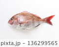 白背景の真鯛 136299565