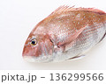 白背景の真鯛 136299566