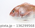白背景の真鯛 136299568