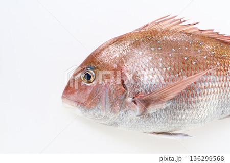 白背景の真鯛 136299568