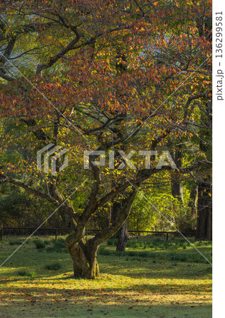 日本　島根県出雲市大社町にある出雲大社の東神苑の紅葉した木々 136299581