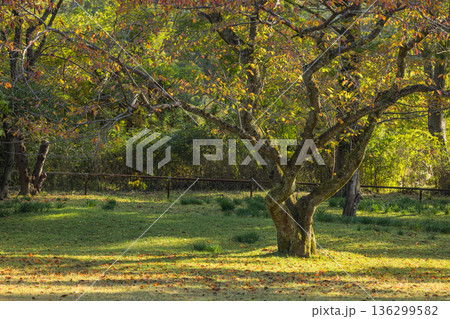 日本　島根県出雲市大社町にある出雲大社の東神苑の紅葉した木々 136299582