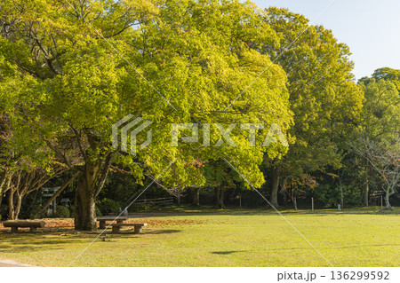 日本　島根県出雲市大社町にある出雲大社の東神苑の風景 136299592