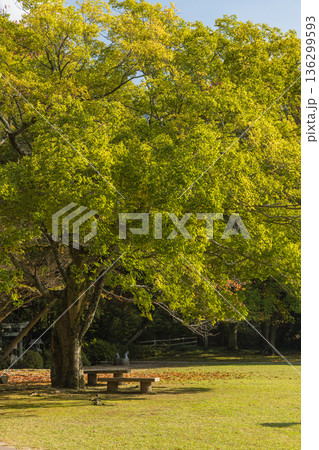 日本 島根県出雲市大社町にある出雲大社の東神苑の風景 日本 島根県出雲市大社町にある出雲大社の東神苑の風景 136299593