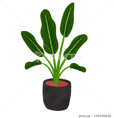 オーガスタの鉢植え 水彩風手描きイラスト オーガスタの鉢植え 水彩風手描きイラスト 136299688