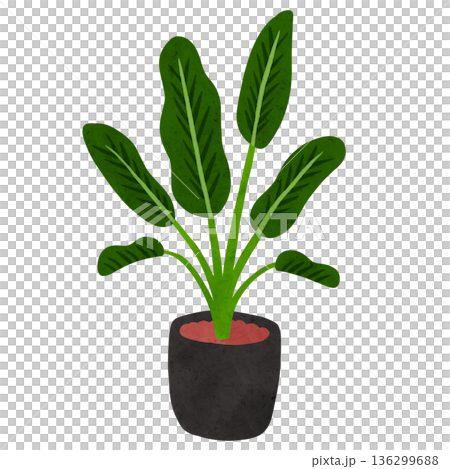 オーガスタの鉢植え 水彩風手描きイラスト オーガスタの鉢植え 水彩風手描きイラスト 136299688