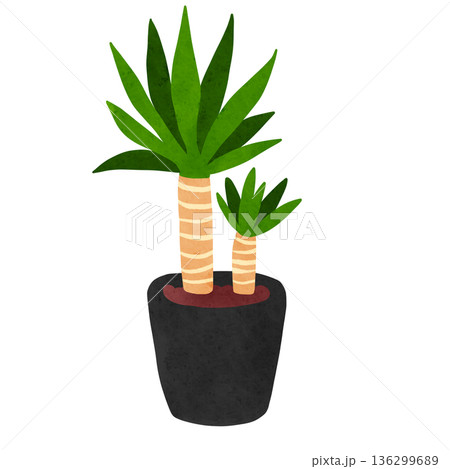 ユッカの鉢植え 水彩風手描きイラスト ユッカの鉢植え 水彩風手描きイラスト 136299689