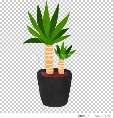ユッカの鉢植え 水彩風手描きイラスト ユッカの鉢植え 水彩風手描きイラスト 136299689