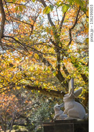 日本　島根県出雲市大社町にある出雲大社の境内にあるウサギの像と紅葉 136299803