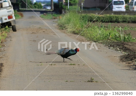 農道を横切るキジ 136299840