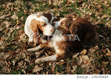 Basset hound and Australian shepherd resting together on fallen autumn leaves in a park, showing friendship, calm interaction, and warm companionship between dogs Basset hound and Australian shepherd resting together on fallen autumn leaves in a park, showing friendship, calm interaction, and warm companionship between dogs 136299894