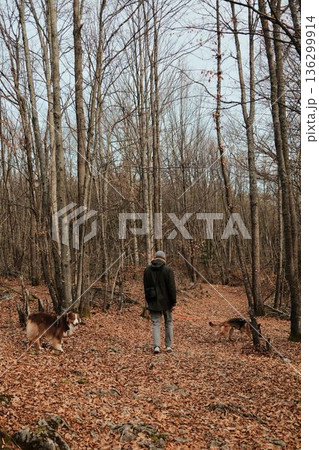 Man walking German and Australian Shepherd along a forest trail covered with autumn leaves in Tara National Park, Serbia. Rear view. Hiking with pets concept 136299914