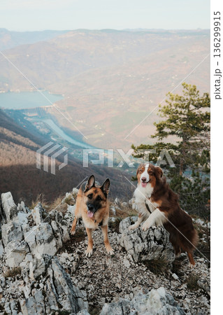 German and Australian Shepherd posing on a rocky mountain peak with a winding Drina river far below in Tara National Park, Serbia. Hiking with pets concept 136299915