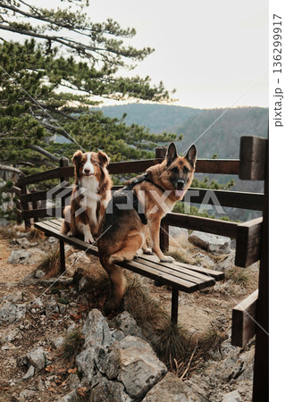 German and Australian Shepherd resting on a wooden bench at a mountain viewpoint above a deep river canyon in Tara National Park, Serbia. Hiking with pets concept German and Australian Shepherd resting on a wooden bench at a mountain viewpoint above a deep river canyon in Tara National Park, Serbia. Hiking with pets concept 136299917