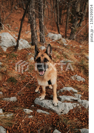 German Shepherd standing on rocky forest ground covered with autumn leaves in Tara National Park, Serbia. Alert dog portrait in natural wilderness setting 136299954
