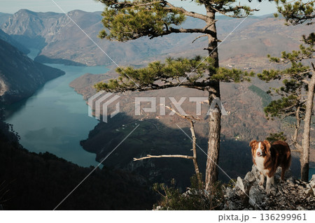 Australian Shepherd standing on mountain ridge with pine trees and Drina River below in Tara National Park, Serbia. Adventure and travel with pet concept 136299961