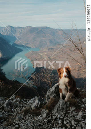 Australian Shepherd sitting on rocky viewpoint above Drina River canyon in Tara National Park, Serbia. Calm pet portrait with dramatic mountain scenery 136299971