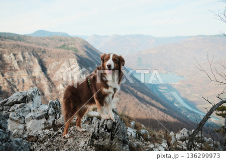 Australian Shepherd standing on rocky cliff with view of Drina River and Perucac Lake in Tara National Park, Serbia. Wild mountain landscape and adventure mood 136299973