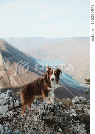 Australian Shepherd standing on rocky cliff with view of Drina River and Perucac Lake in Tara National Park, Serbia. Wild mountain landscape and adventure mood 136299975